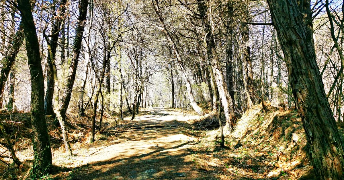 A tranquil dirt pathway through dense forest trees on a sunny day.