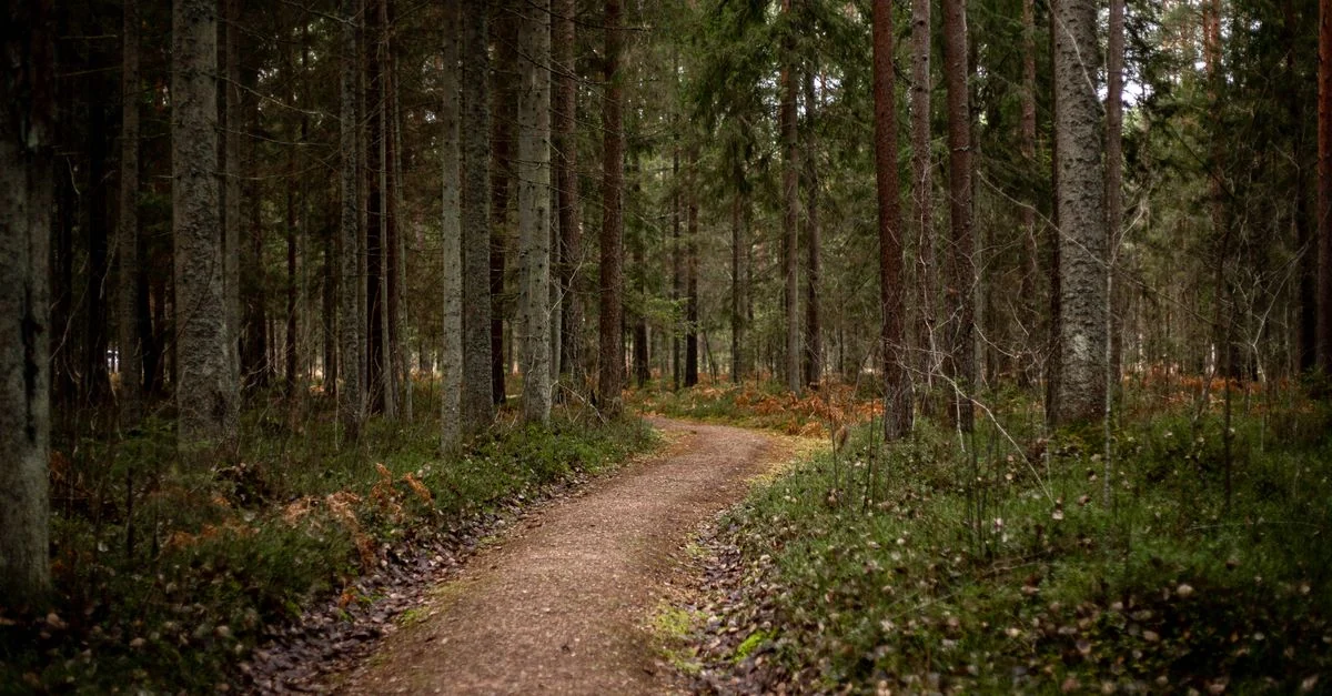 Tranquil forest path surrounded by tall trees and lush greenery in a serene setting.
