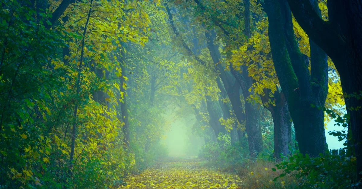 Misty forest path surrounded by vibrant autumn foliage, offering a serene and tranquil atmosphere.