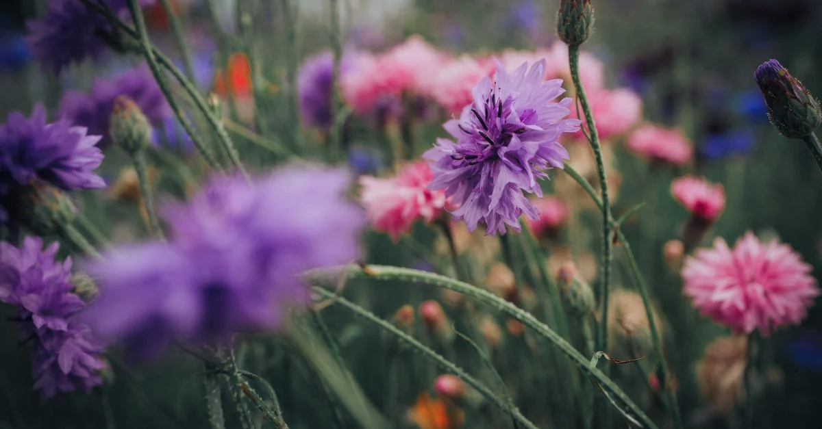 Close-up image of blooming purple and pink cornflowers in a lush field, highlighting nature's vibrant beauty.