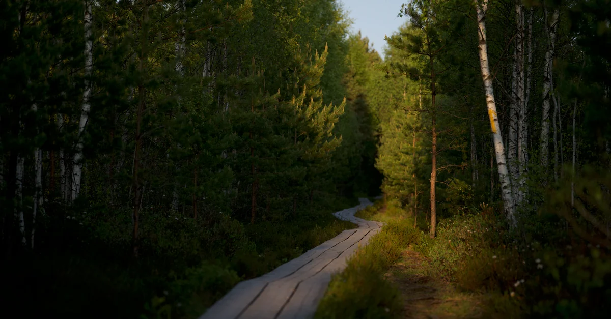 A peaceful wooden boardwalk weaving through a lush green forest bathed in soft sunlight.