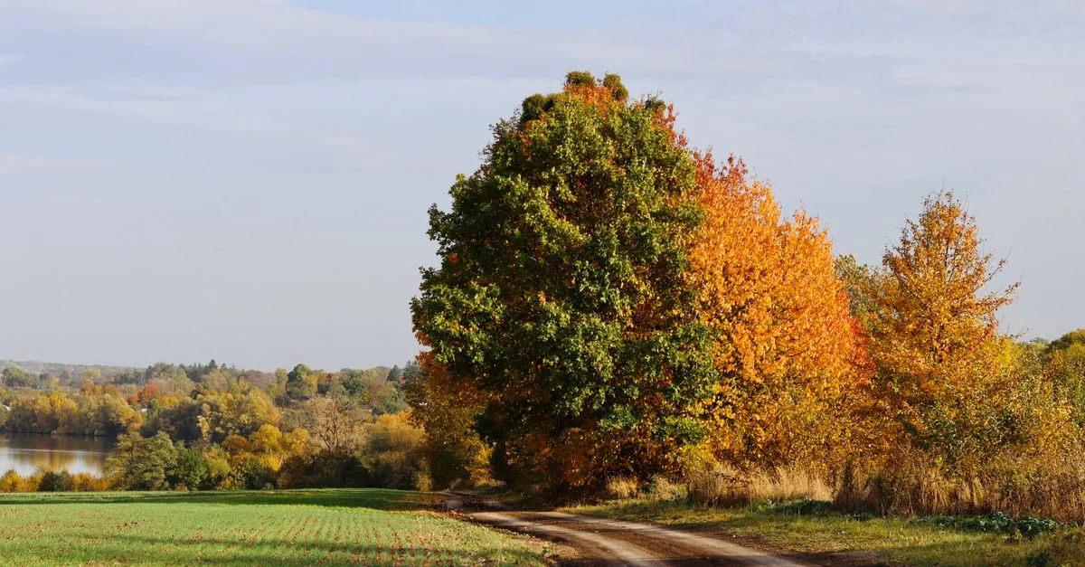 Beautiful autumn scenery with colorful trees and a dirt road in the countryside.