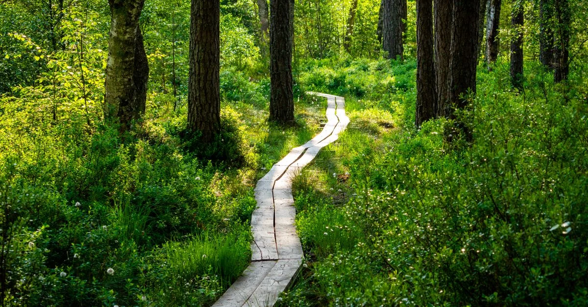 A peaceful wooden pathway meanders through a vibrant forest bathed in sunlight.