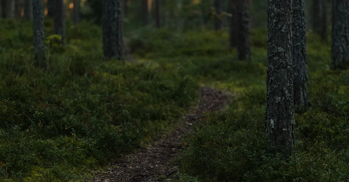 A serene forest trail surrounded by dense greenery and mist, perfect for nature walks.