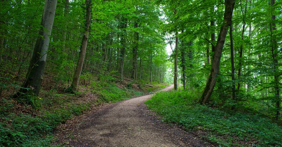 A tranquil path winds through the lush green forest of Aalen, Germany, in summer.
