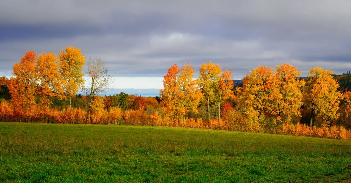 Scenic view of colorful autumn trees against a cloudy sky in a serene landscape.