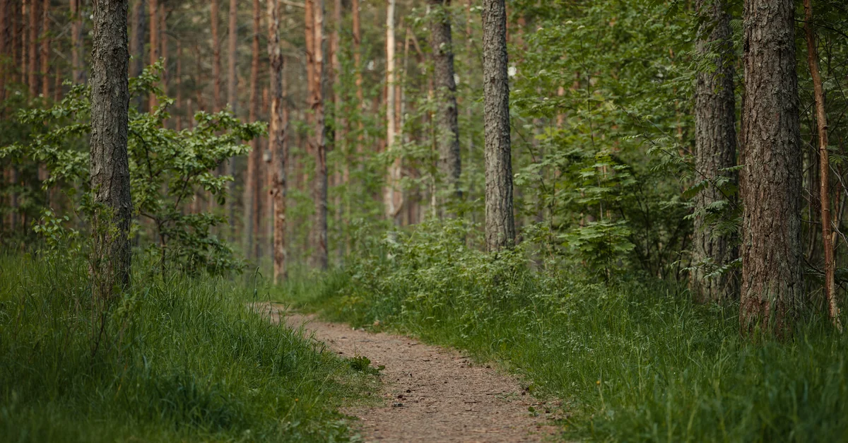 A tranquil forest trail winding through lush trees, perfect for nature walks.
