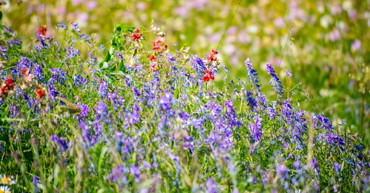 Vibrant meadow filled with colorful wildflowers in full bloom during spring in Tbilisi, Georgia.