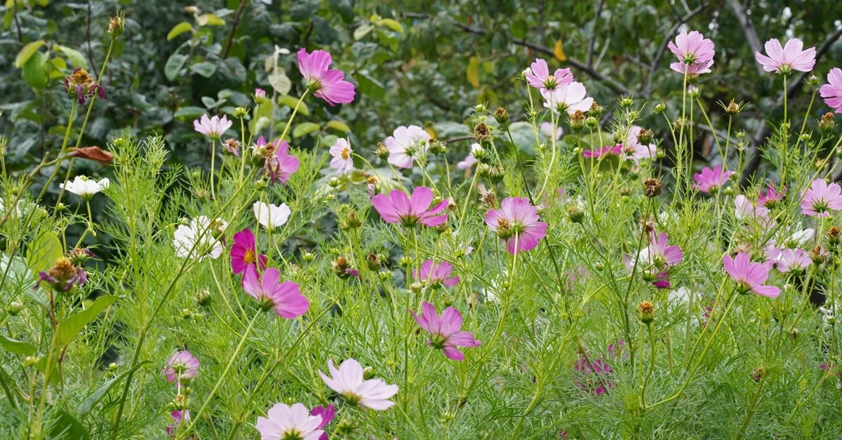 A lush field of pink and white cosmos flowers blooming in nature.