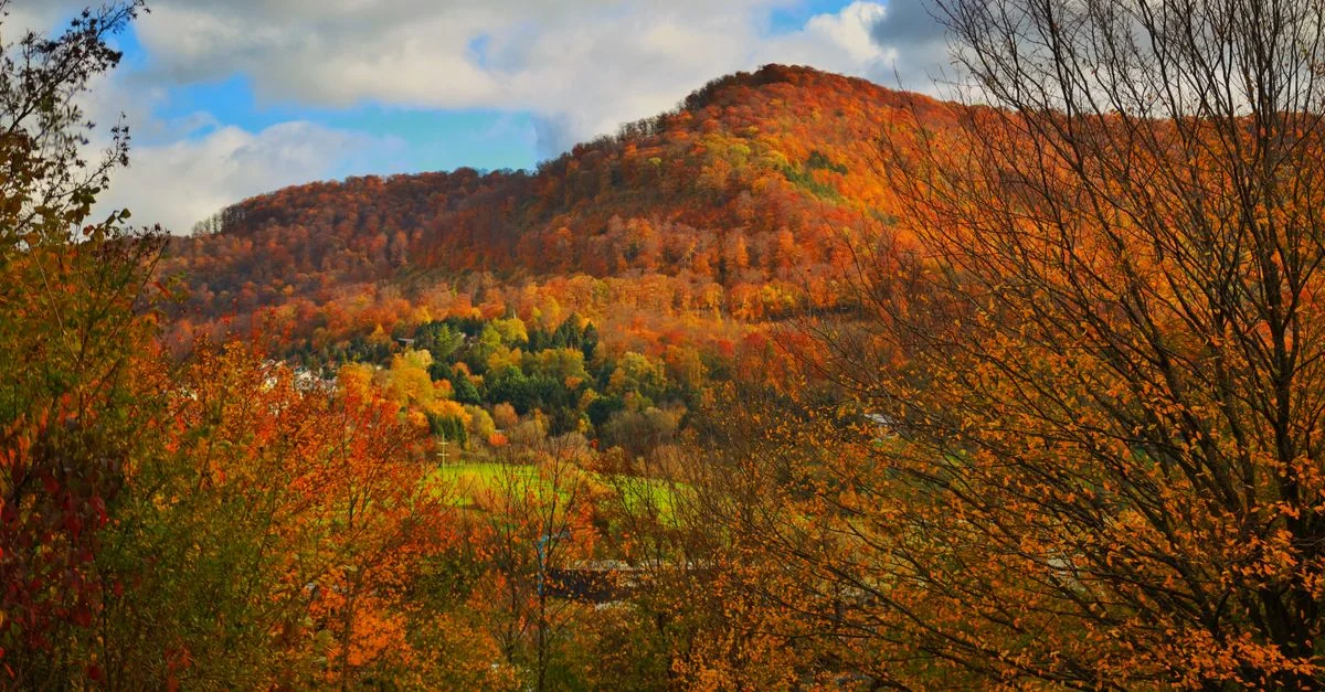 Scenic autumn hillside with vibrant trees and clear sky.