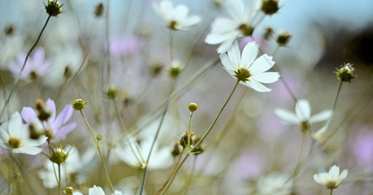 Beautiful wildflowers blooming in a meadow with soft focus and natural light.