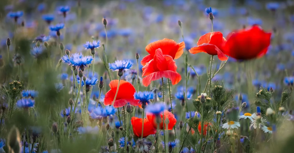 Stunning field of red poppies and blue cornflowers in full bloom, a colorful spring scenery.