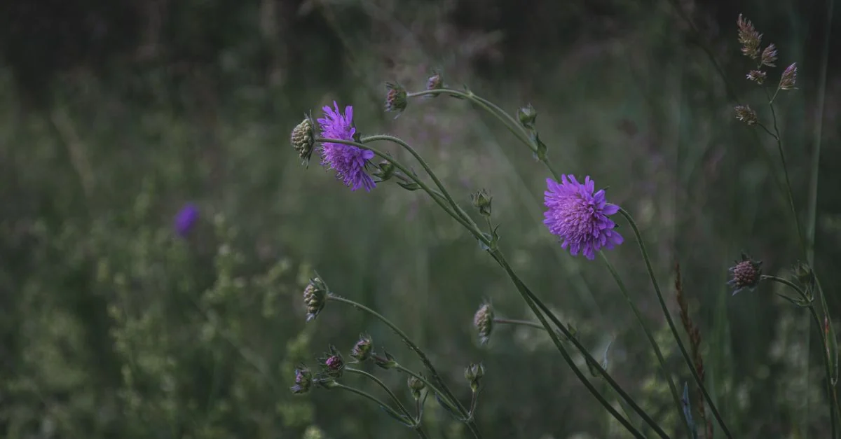 A close-up of vibrant purple wildflowers in a lush, green meadow setting.