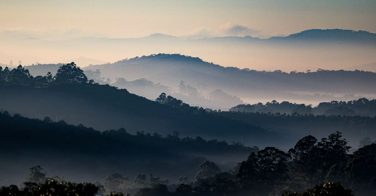 Peaceful landscape of dark forested hills covered with thick fog in summer morning in countryside