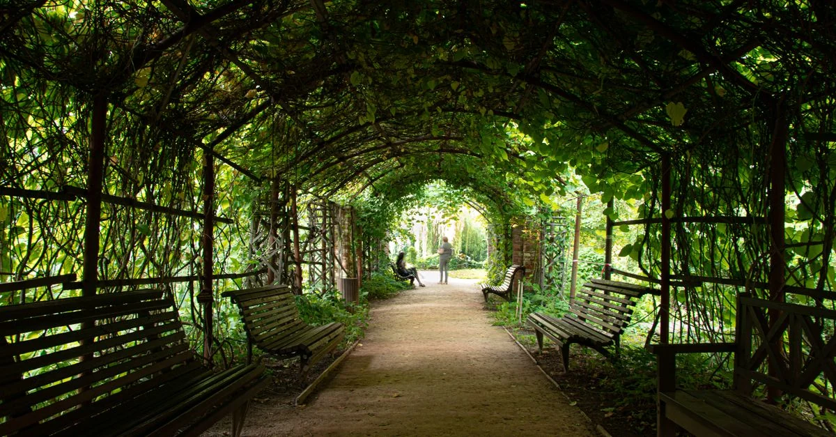 A serene leafy walkway with benches under an arch of vines in a Moscow park.