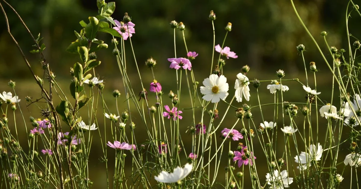 Beautiful cosmos flowers blooming in a vibrant outdoor garden.
